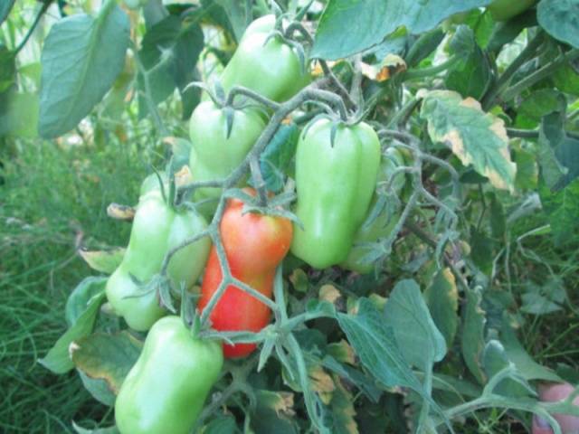 Tomato Zhigalo: reviews, photos, yield