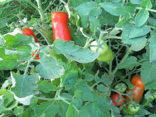 Tomato Zhigalo: reviews, photos, yield