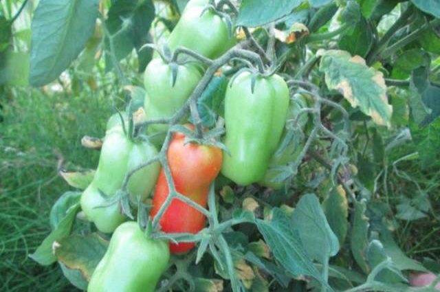 Tomato Zhigalo: reviews, photos, yield