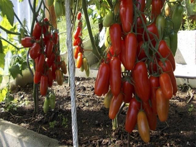 Tomato Zhigalo: reviews, photos, yield