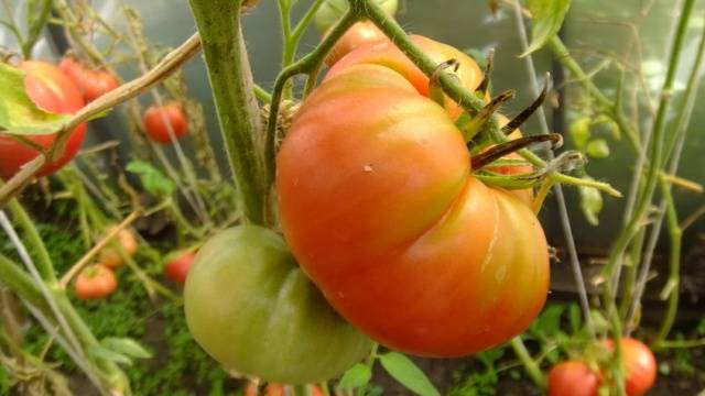 Tomato Zimarevsky giant: reviews, photos, yield