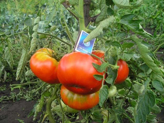 Tomato Zimarevsky giant: reviews, photos, yield