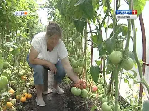 Tomato Zimarevsky giant: reviews, photos, yield