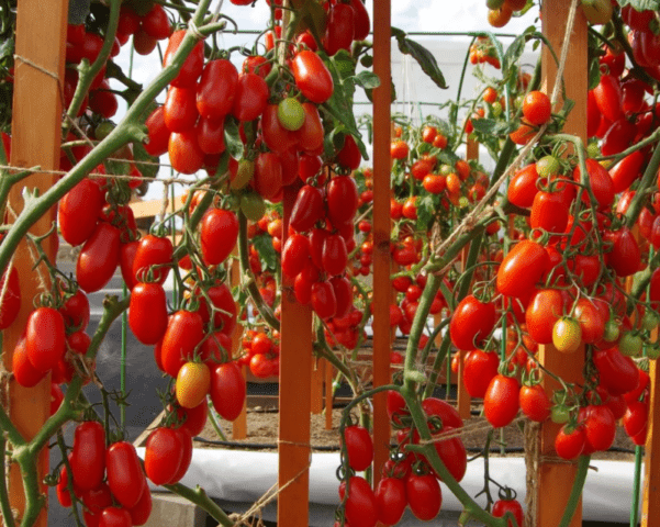 Tomatoes Alphonse F1: variety description, photos, reviews