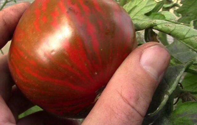 Tomatoes Amur tiger: variety description, photos, reviews