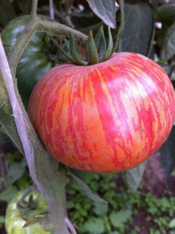 Tomatoes Amur tiger: variety description, photos, reviews