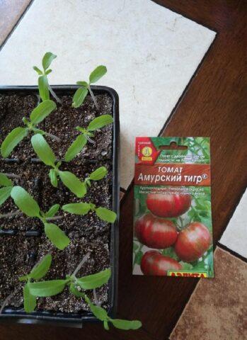 Tomatoes Amur tiger: variety description, photos, reviews