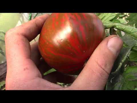 Tomatoes Amur tiger: variety description, photos, reviews