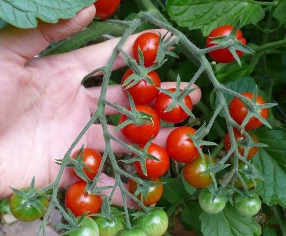 Tomatoes Balcony miracle: care at home