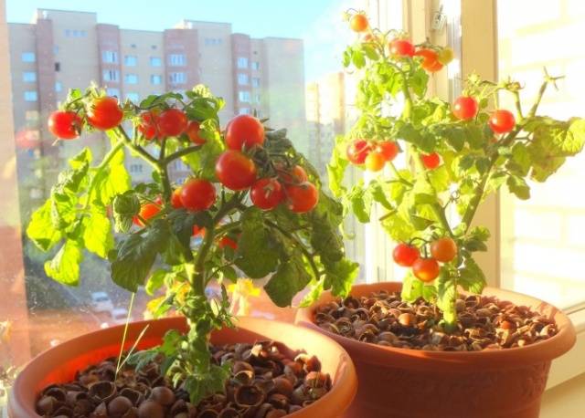 Tomatoes Balcony miracle: care at home