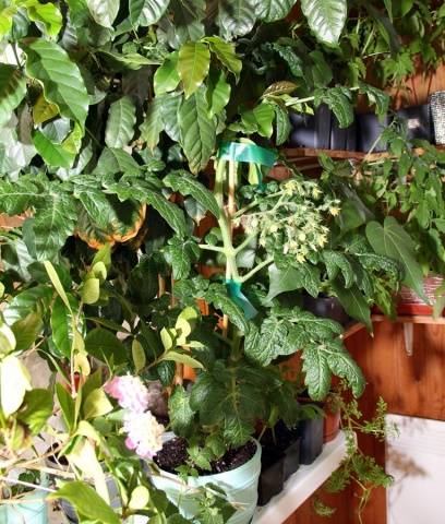 Tomatoes Balcony miracle: care at home