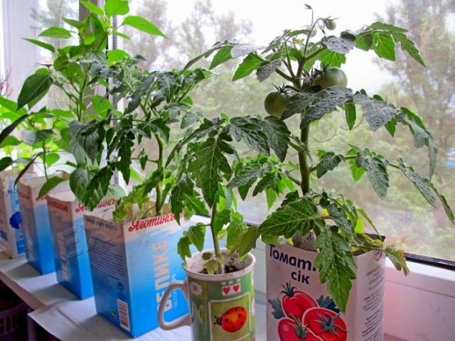 Tomatoes Balcony miracle: care at home