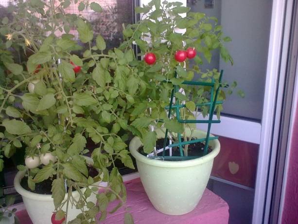 Tomatoes Balcony miracle: care at home