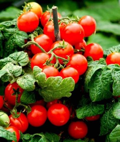 Tomatoes Balcony miracle: care at home