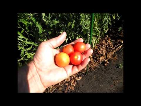 Tomatoes Balcony miracle: care at home