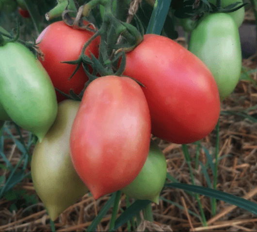 Tomatoes  bells: variety description, photos, reviews