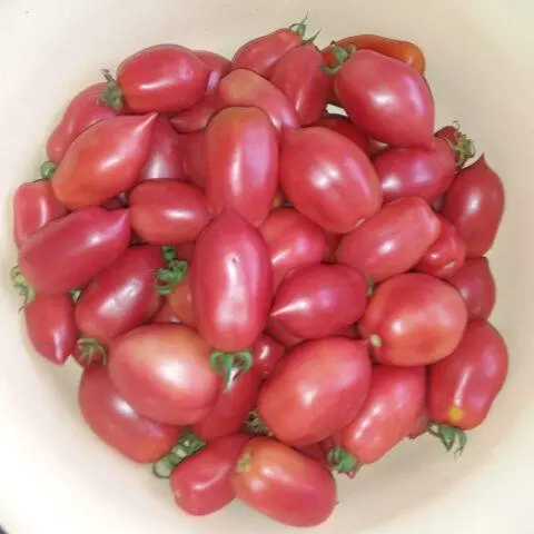 Tomatoes  bells: variety description, photos, reviews