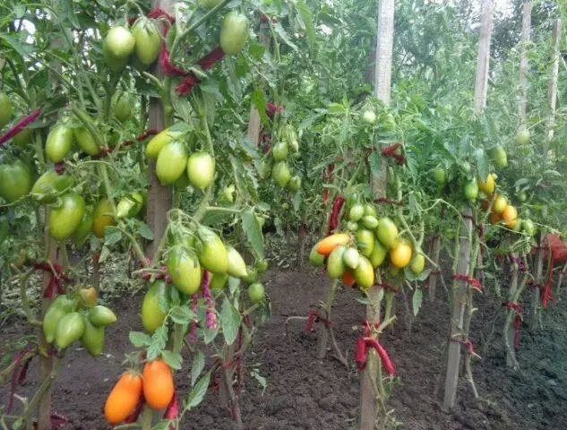 Tomatoes  bells: variety description, photos, reviews