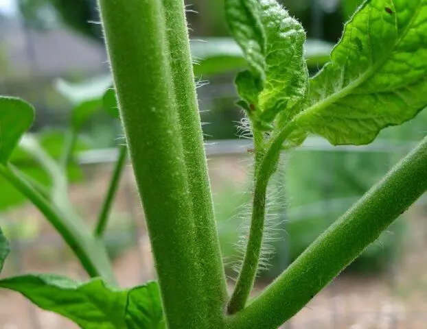 Tomatoes  bells: variety description, photos, reviews