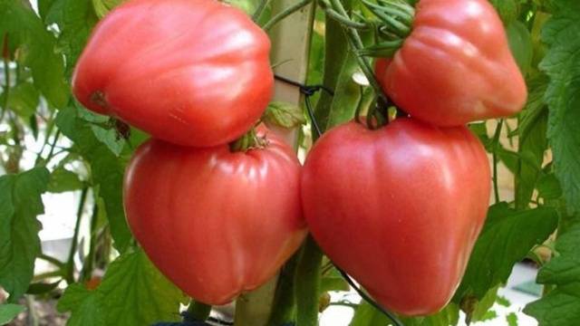 Tomatoes Bull&#8217;s heart