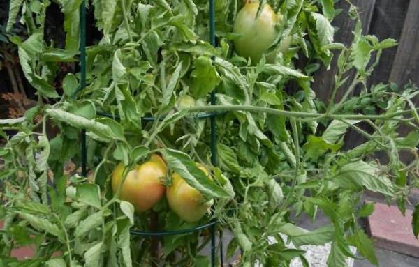 Tomatoes Bull&#8217;s heart