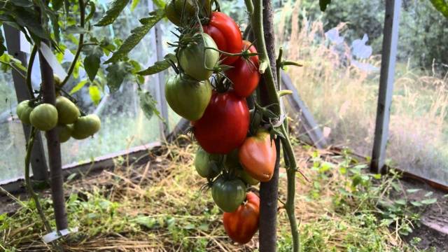 Tomatoes Bull&#8217;s heart