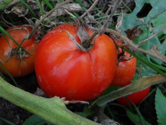 Tomatoes Canopus: description, photo, reviews