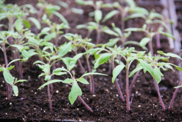 Tomatoes Cascade: reviews, photos, characteristics, planting and care