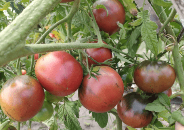 Tomatoes Chernomor: variety description, photos, reviews