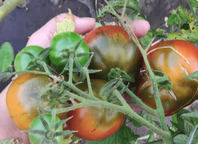 Tomatoes Chernomor: variety description, photos, reviews