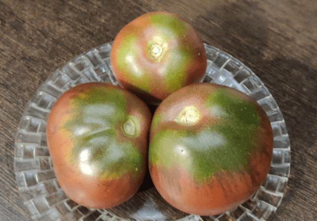 Tomatoes Chernomor: variety description, photos, reviews