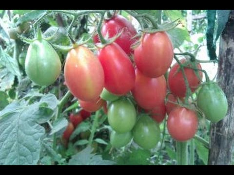 Tomatoes Chio Chio San: photo, reviews