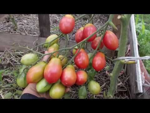 Tomatoes Chio Chio San: photo, reviews