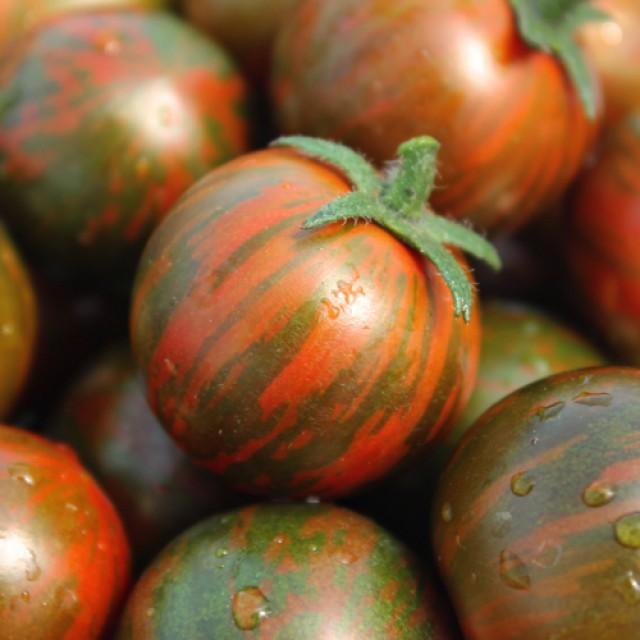 Tomatoes Chocolate Zebra: variety description, photos, reviews