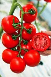 Tomatoes determinate and indeterminate