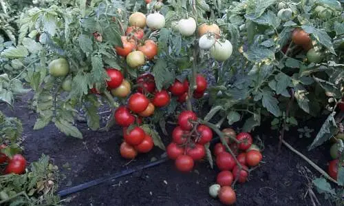 Tomatoes determinate and indeterminate