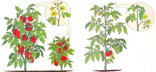 Tomatoes determinate and indeterminate