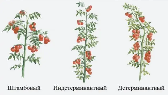 Tomatoes determinate and indeterminate