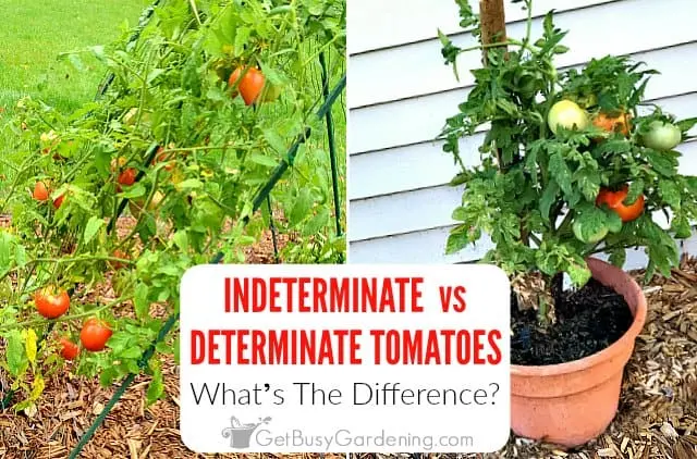 Tomatoes determinate and indeterminate