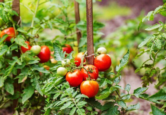 Tomatoes  domes: variety description, photos, reviews