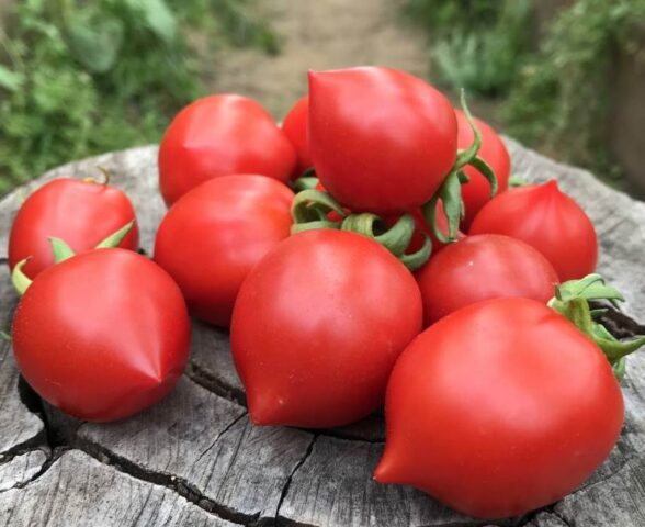 Tomatoes  domes: variety description, photos, reviews