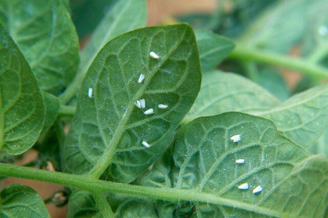 Tomatoes Dream of a gardener: variety description, photos, reviews