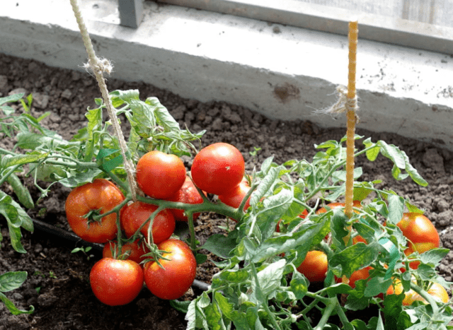 Tomatoes Dream of a gardener: variety description, photos, reviews