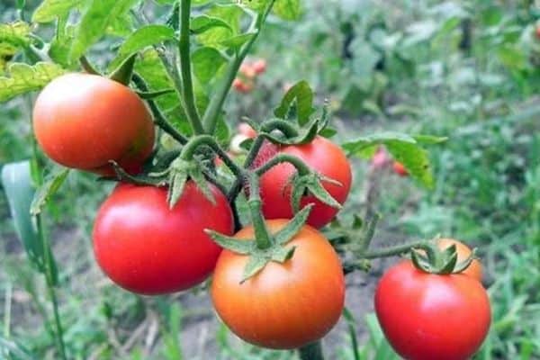 Tomatoes Dream of a gardener: variety description, photos, reviews