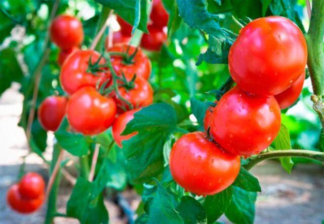 Tomatoes Dream of a gardener: variety description, photos, reviews