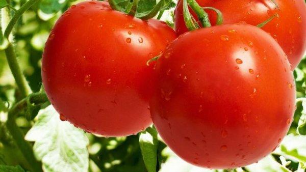 Tomatoes Dream of a gardener: variety description, photos, reviews