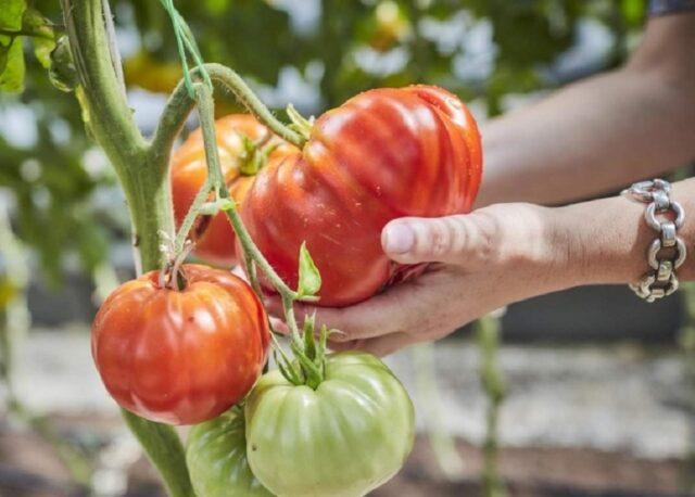 Tomatoes Dream of a giant: variety description, photos, reviews