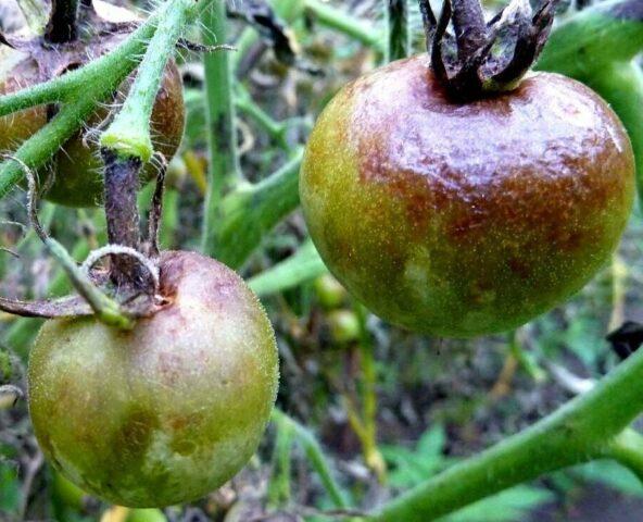 Tomatoes Dream of a giant: variety description, photos, reviews