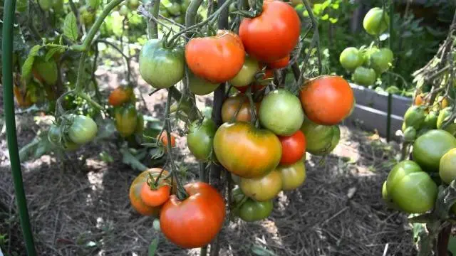 Tomatoes Dubrava: description, reviews