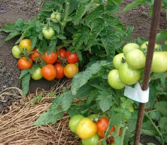 Tomatoes Dubrava: description, reviews